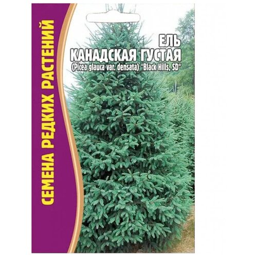 ������ ������ ������ ��� ��������� ������ (Picea glauca var.densata) 