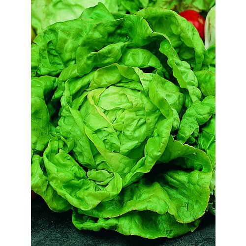 ������ ������ ������ ��������� ������ ���������� ������ - 0,5 �. ˸����, ������������� ���� ����