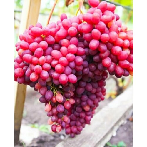 ������ ������ �������� ������ ����� (2 ��) ����