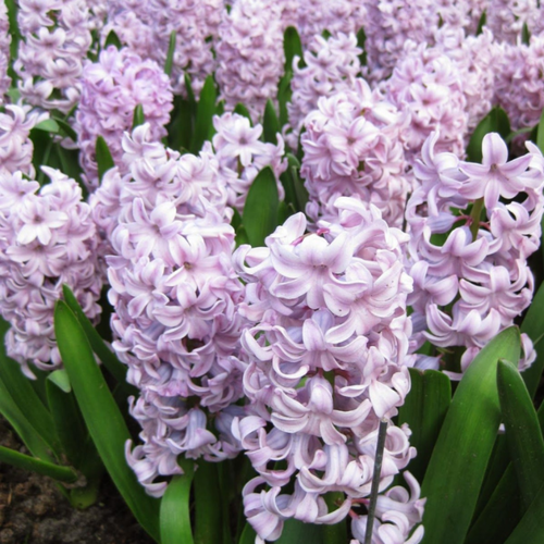 ������ ������ ������� TOP HIT(2 ��������) ����