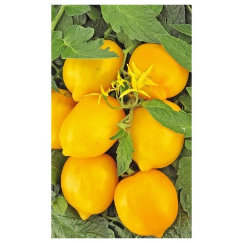 ������ ������ ����� ����� ����� ~ 20 ����� ����