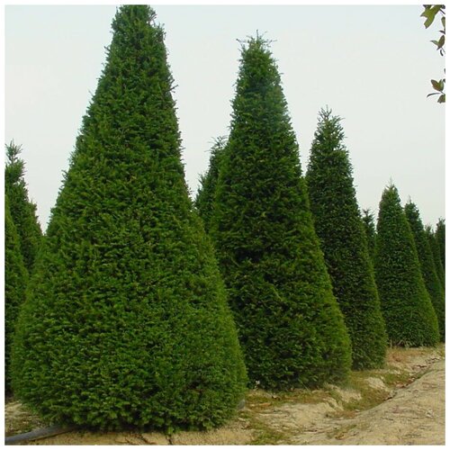 ������ ������ ������ ������ ������� ������������� ����������� 50 ��. ����