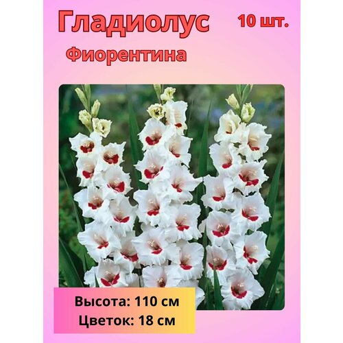 ������ ������ ��������� ��������������� ����������, �������� ���������� ����