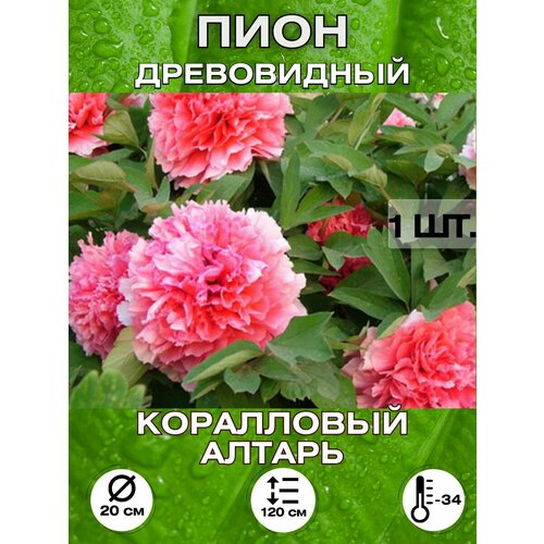 ������ ������ ���� ���������� ������, ��������� ����