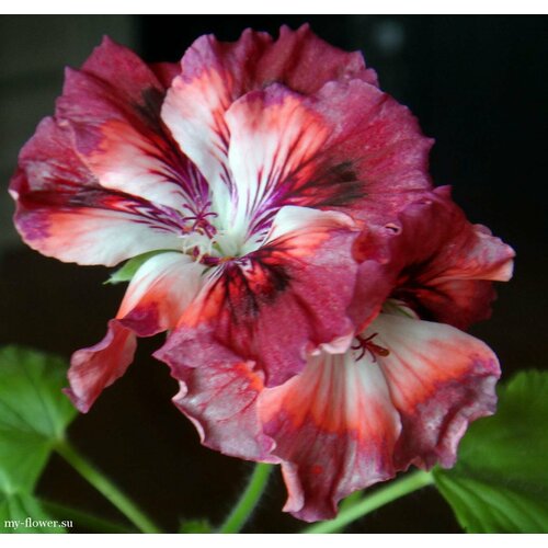 ������ ������ ������ ���������� ����������� ������ ����� 4 �� (1 �������� (O)) ����