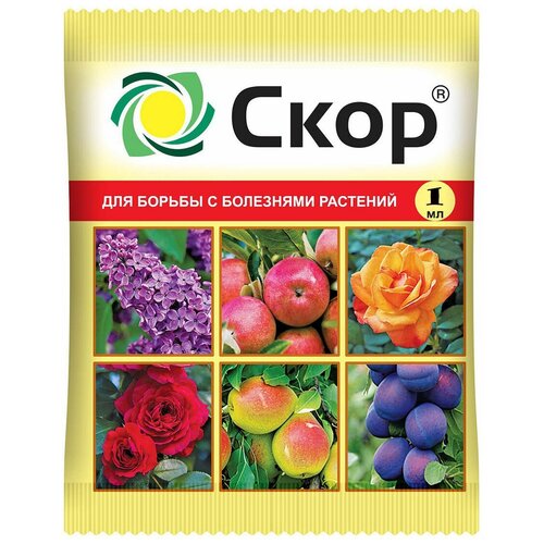 ������ ������ ���� ��������� ��������� �������� ����, 1 ��, 6 � ����