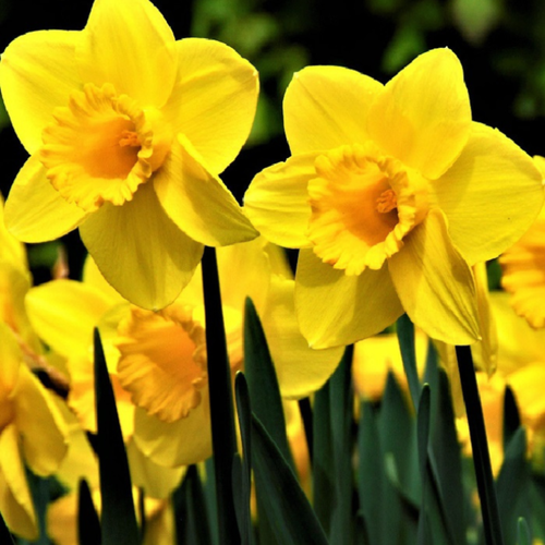 ������ ������ ������� TAMARA (3 ��������) ����