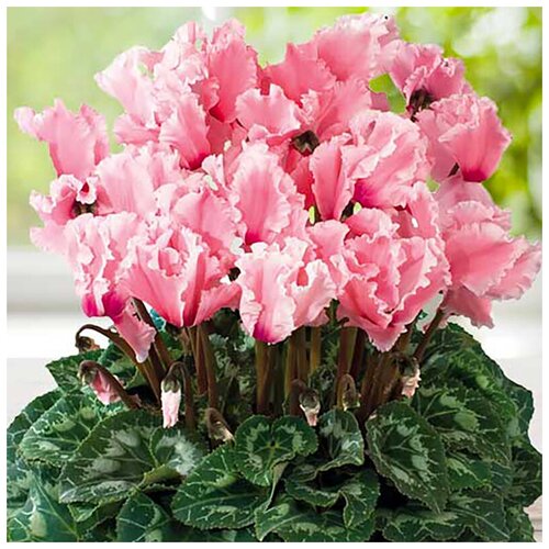 ������ ������ ������ ��������� �������� ���������� �������, 5 �� ����