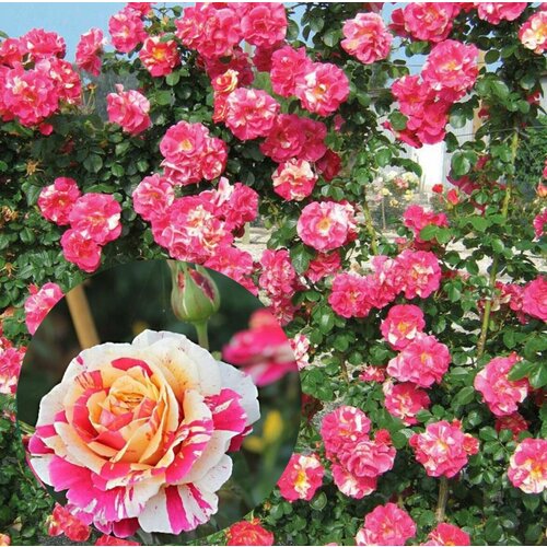 ������ ������ ���� ��������� ������� ����� ����