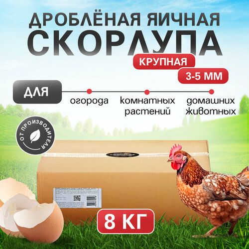 ������ ������ ������ �������� 8 �� (���������) ����