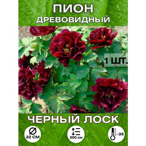 ������ ������ ���� ������ ����, ��������� ����