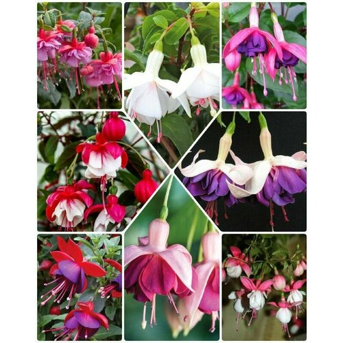 ������ ������ ������ ��������� ������ ������ ���� 30 ����� ����������� ����