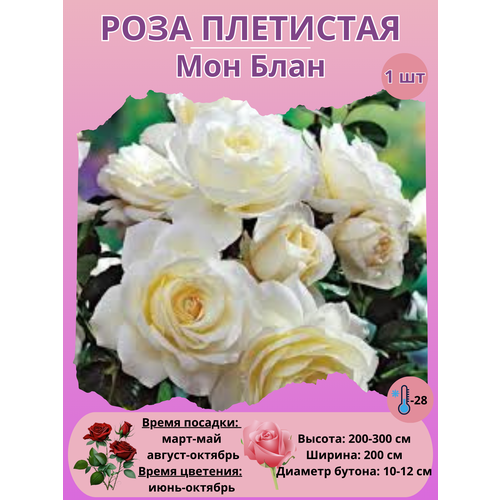 ������ ������ ���� ��������� ��� ����, ����������� ����� ����