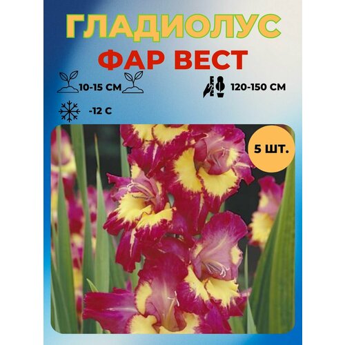 ������ ������ ��������� �������� 5 ��. ����