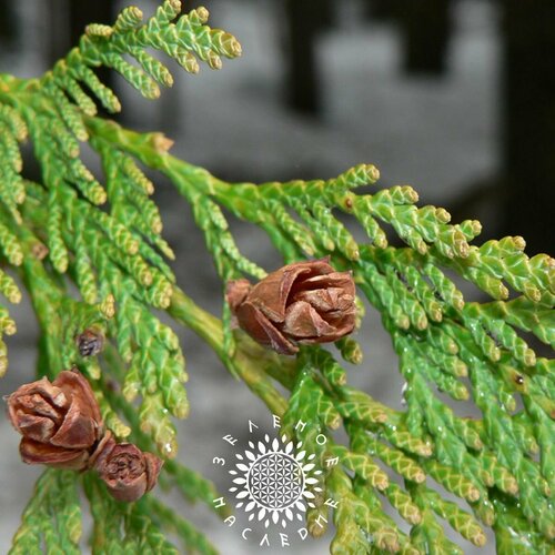 ������ ������ ������ ��� ���������� (���. Thuja plicat) 100�� �� Green Legacy ����