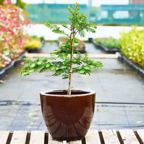 ������ ������ ����������� ����������������� �����, ������, 50 �� ����