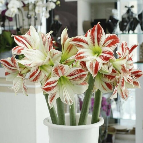 ������ ������ ����������� �������, Hippeastrum Ambiance, ���������, ������ ����
