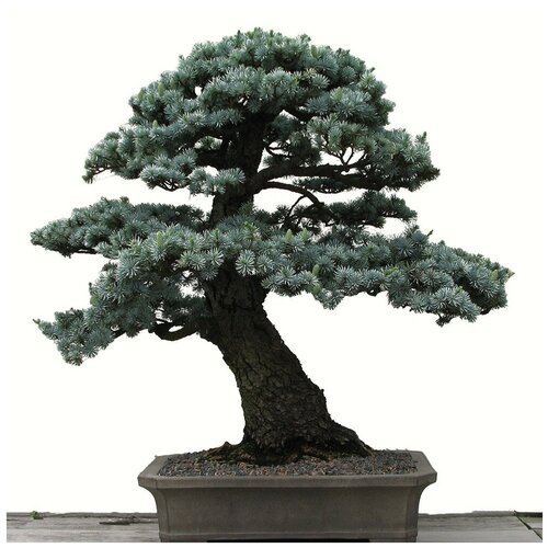 ������ ������ ������� ���, ������ ������ ����