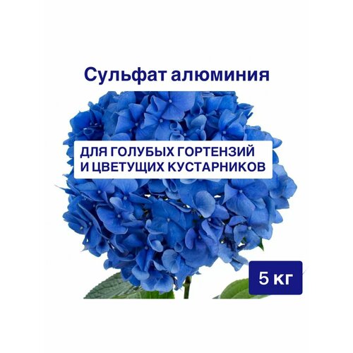 ������ ������ ������� �������� ��� ��������� 5 �� ���� ����