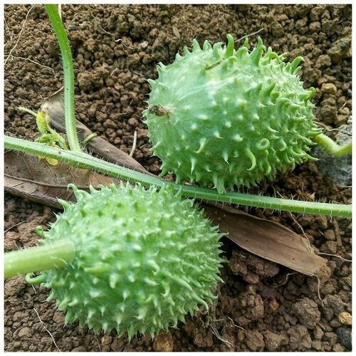 ������ ������ ������ ������ ������� ��������� 10 ��. ����