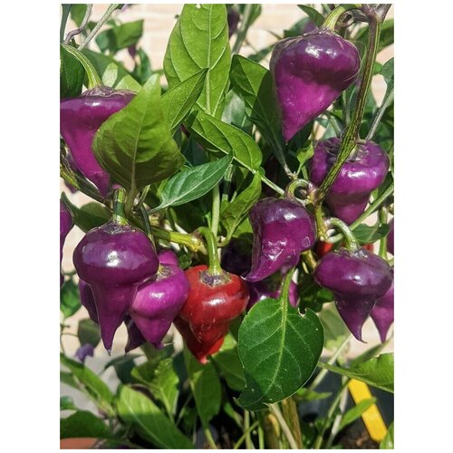 ������ ������ ������ ������ ����� Purple UFO (���������� ���), 5 ���� ����