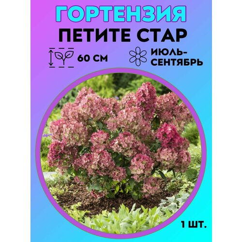 ������ ������ ��������� �����������, ������� 1 ����� ����