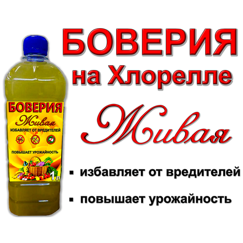 ������ ������ �������, ����� �� ��������, 1 ����. ����