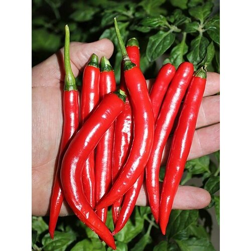 ������ ������ (������) ����� ������ ������� ���, �������������. (15 ��) ����