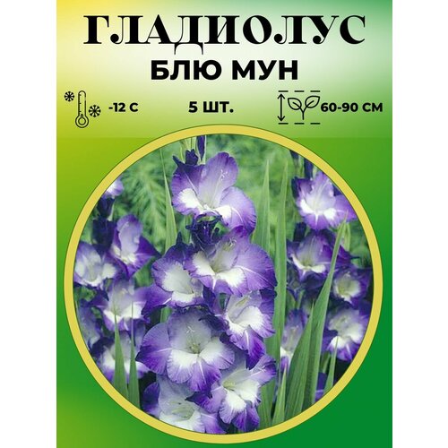 ������ ������ ��������� ��������������� ��� ��� 5 ���� ����