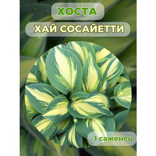 ������ ������ ����� �������, ����� ��������� 1 ����� ����