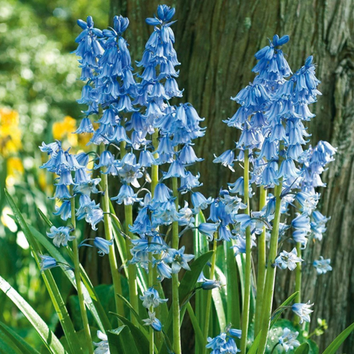 ������ ������ �������� ������, bulbs servise, ������������ ������� ( 10 ���� ) ����