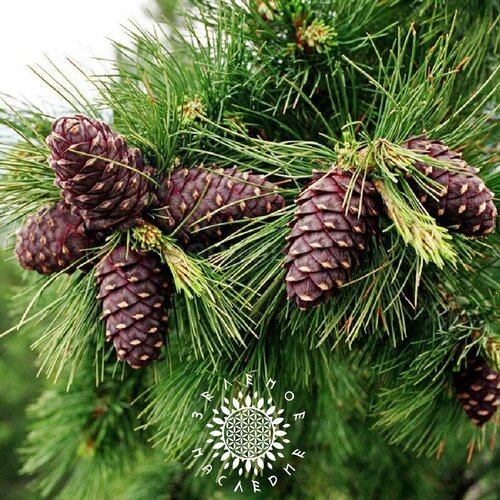 ������ ������ ������ ��������� ���� - ����� ��������� (���. Pinus sibirica) 25�� ����