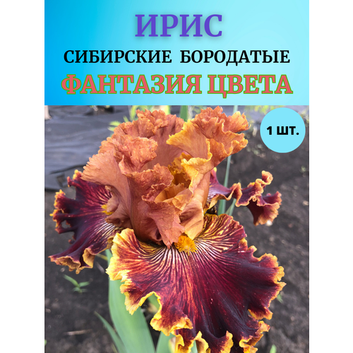 ������ ������ ���� �������� �������� �����, ����������� ����� ����