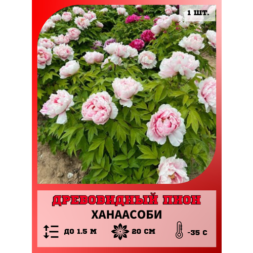 ������ ������ ���� ����������� ���������, ������� 1 ����� ����