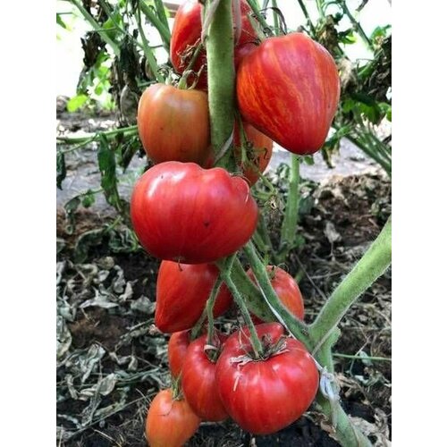 ������ ������ ������������� ������ ������ ������� ������� ����� ����