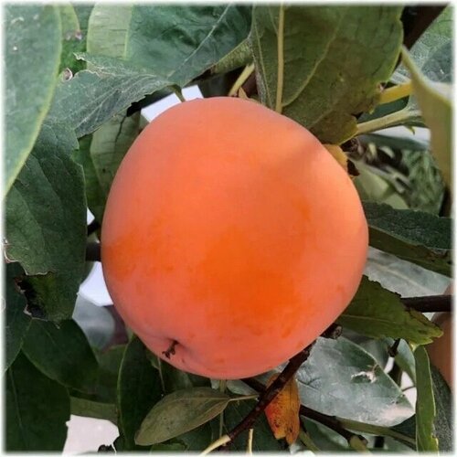 ������ ������ ������� ����� 