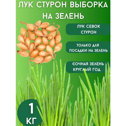 ������ ������ ��� ����� ������ �� ������ 1�� ����