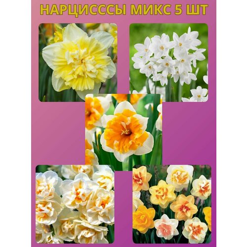 ������ ������ �������� ����������� �����, �������� 5 �� ����4 ����