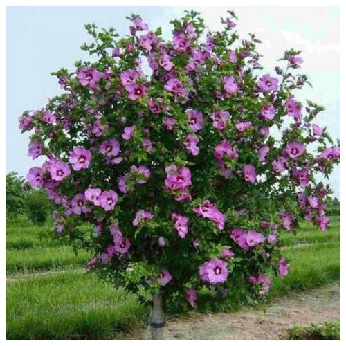 ������ ������ �������� ���������, ������ ������ ����