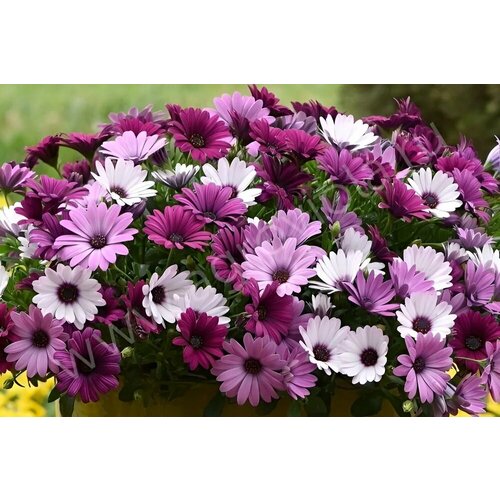 ������ ������ ������ ������, ������������ ����� �������, ���� � ���-3�� ����