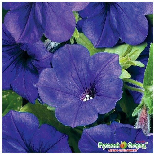 ������ ������ ������. �����. ������� 