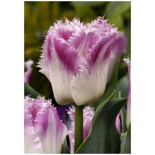 ������ ������ ������� ������ 5 ��. ����