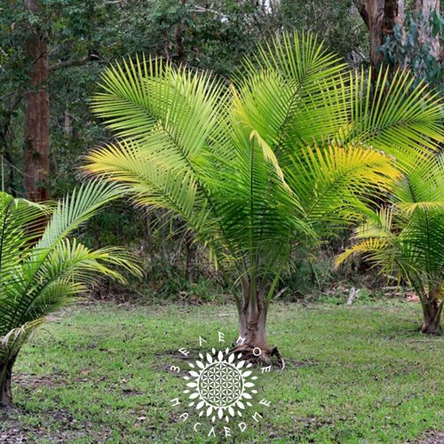 ������ ������ ������ ������� ��������� - ������� �������� (���. Ravenea rivularis) 3�� ����