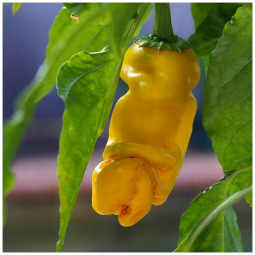 ������ ������ ������ ������ ����� ������ Peter pepper yellow 5 ��. ����