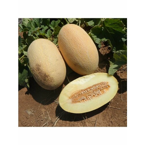 ������ ������ ������ ���� ��������� (���������, ������) 5 ��. ����