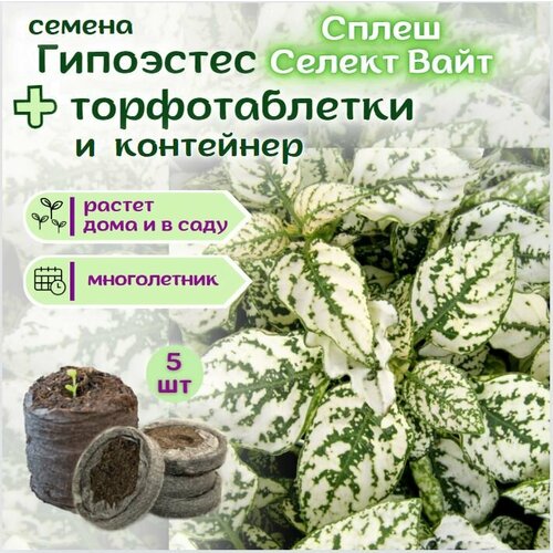 ������ ������ ��������� ����� ����� ������ ����, �����, ������ + �������� �������� Jiffy � �������, 5 �� ����