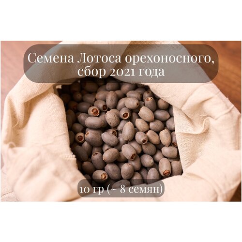 ������ ������ ������ ������ ������ ������������ 'Lily pons' �������� ��� ��������� � ���������, ����