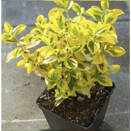 ������ ������ ��������� �������� ���� ����