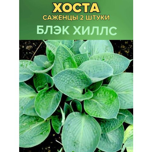 ������ ������ ����� �������, ����������� �������� 2����� ����