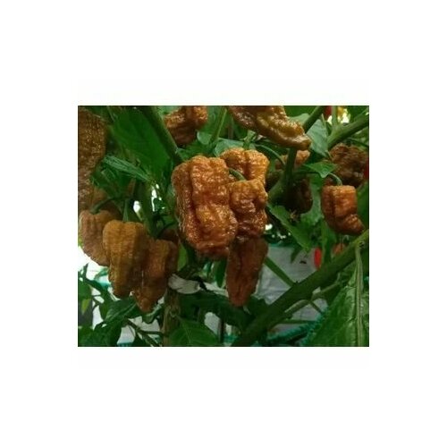 ������ ������ ������ ������ ����� Bhut Jolokia Mustard, 5 ����� + ������� ����